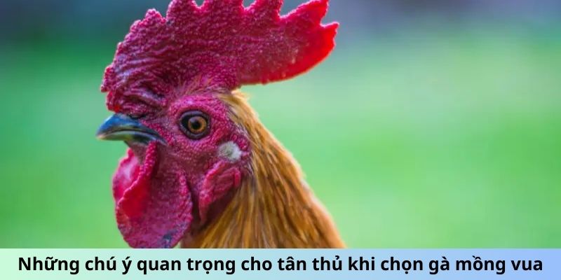 Gà Mồng Vua - Huyền Thoại Đấu Trường Và Sức Mạnh Vô Song 3 Trang Chủ Jun88.com #1 Việt Nam Những chú ý quan trọng cho tân thủ khi chọn gà Mồng Vua